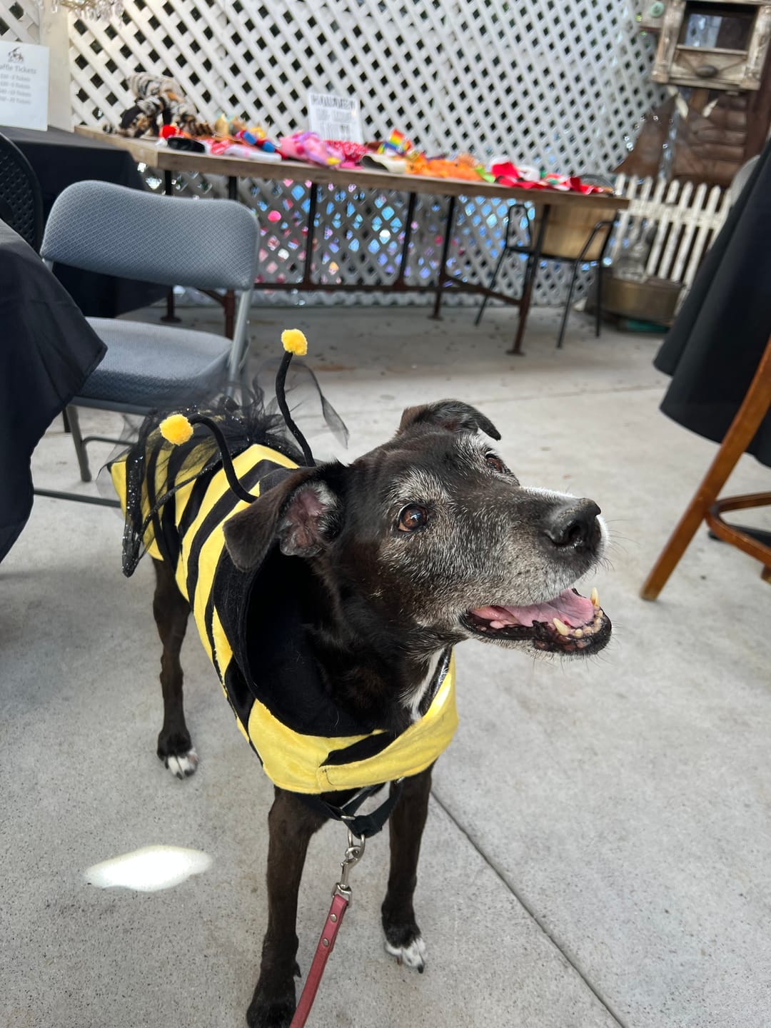 Customer photo review of Honey Bee Costume