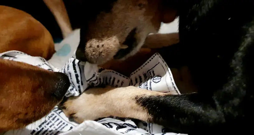 Customer photo review of The New Dog Times