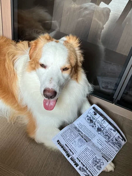 Customer photo review of The New Dog Times