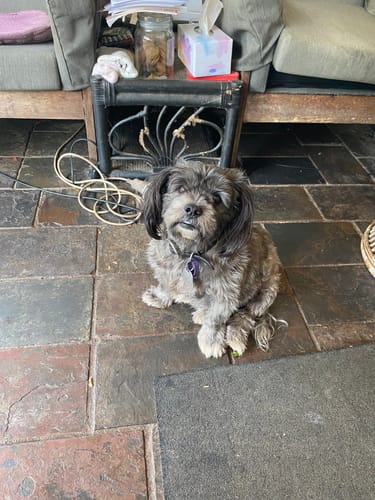 Customer photo review of Manuka Dog Balm