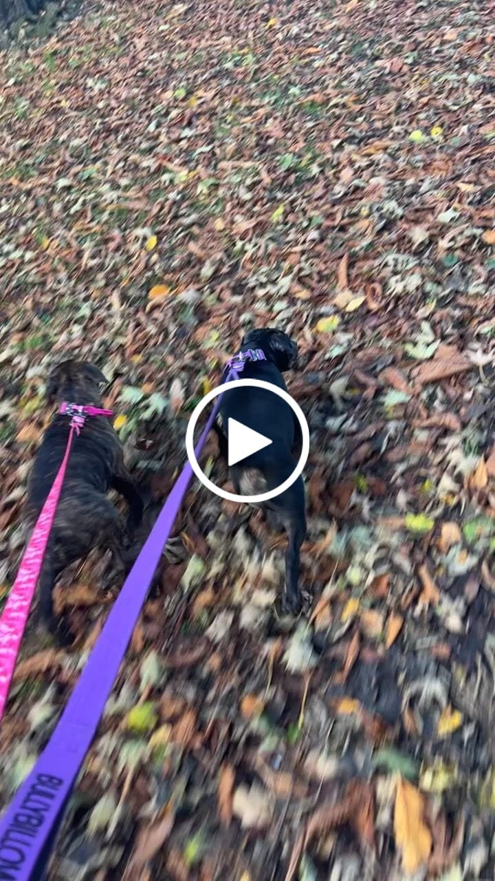 Customer video review of 2.5cm Combat® Collar | With Handle & Rated Clip - Magenta v2.0