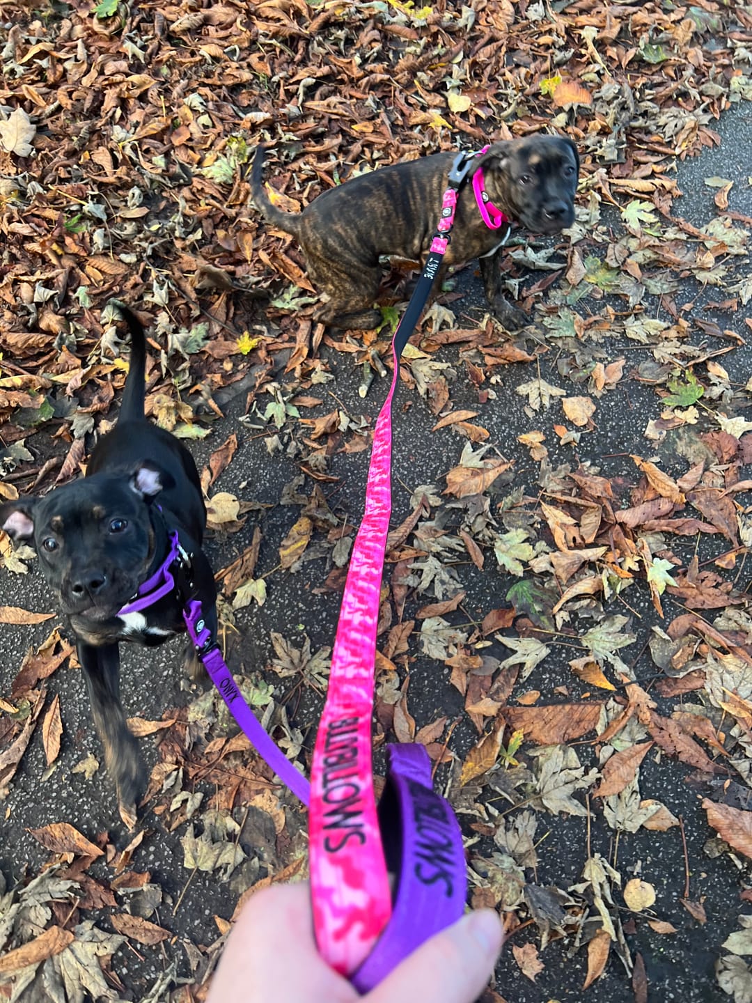 Customer photo review of 1.4m Swivel Combat Lead | Neoprene Lined, Secure Rated Clip with Soft Handle - Purple