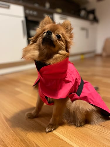Customer photo review of Visibility Raincoat Lite Hot Pink for Dogs