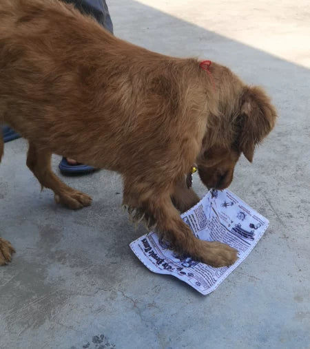 Customer photo review of The New Dog Times