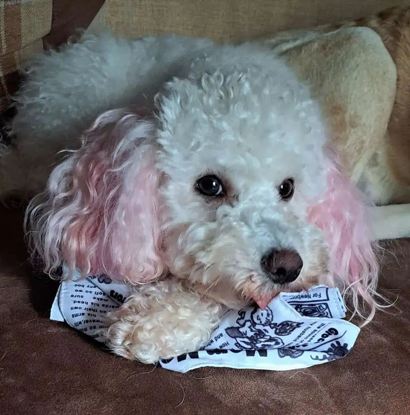 Customer photo review of The New Dog Times