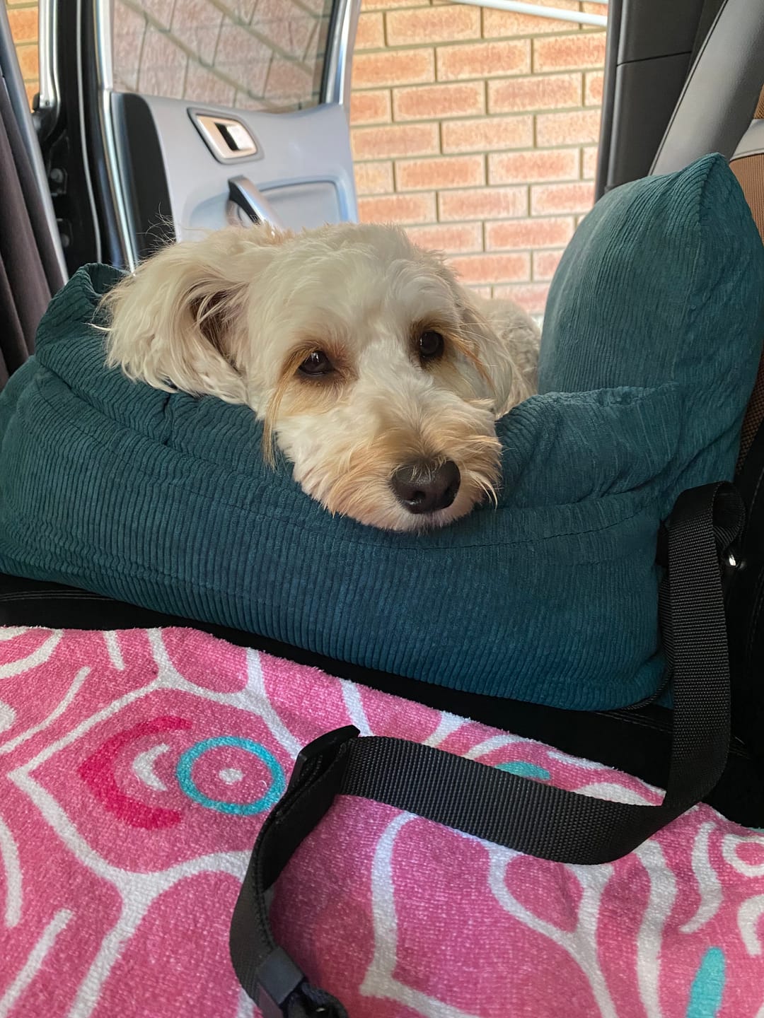Customer photo review of PaWz Dog Car Booster Seat