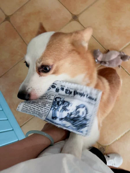 Customer photo review of The New Dog Times
