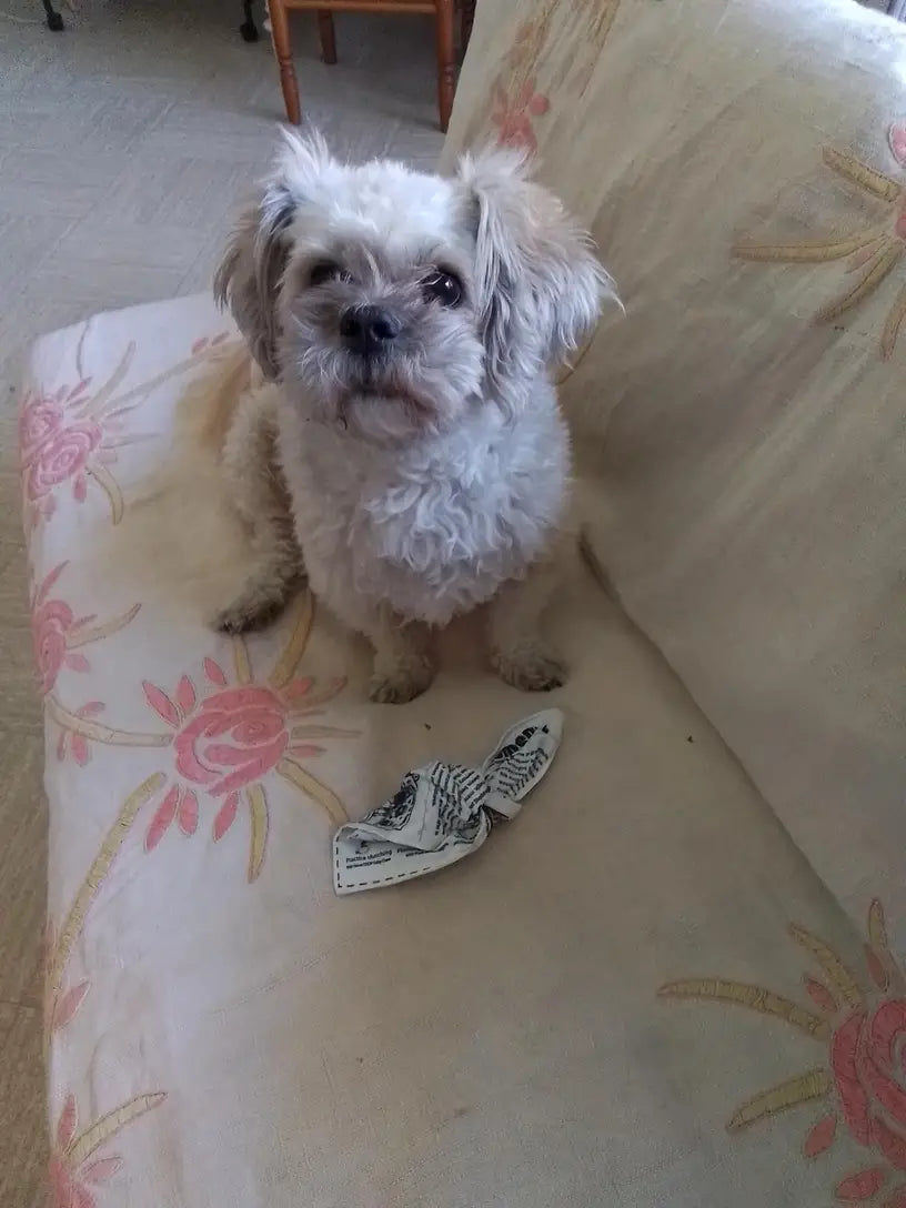 Customer photo review of The New Dog Times