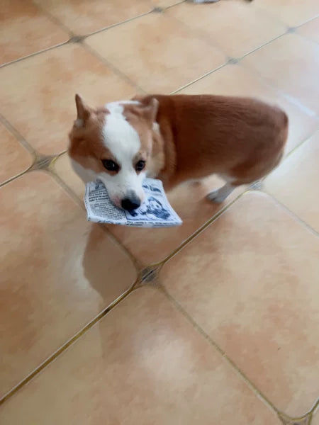 Customer photo review of The New Dog Times