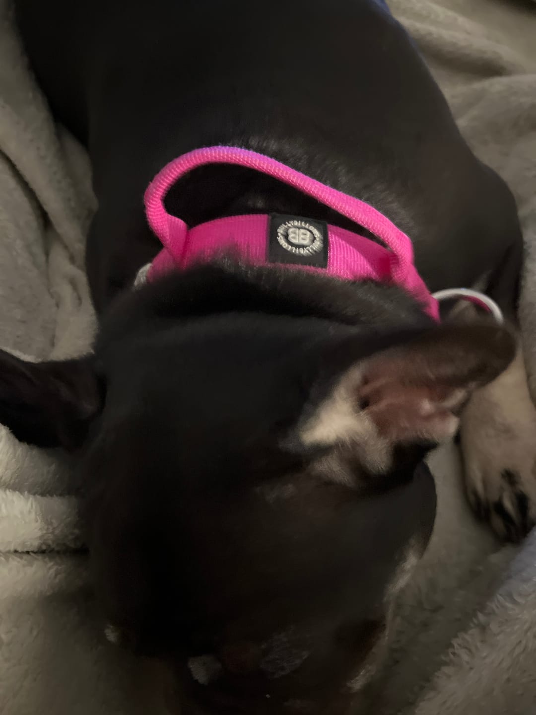 Customer photo review of 2.5cm Combat® Collar | With Handle & Rated Clip - Magenta v2.0