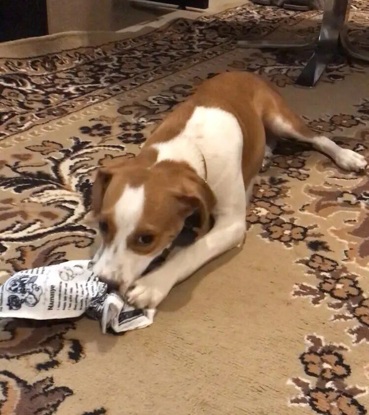 Customer photo review of The New Dog Times