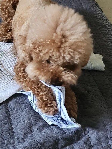 Customer photo review of The New Dog Times