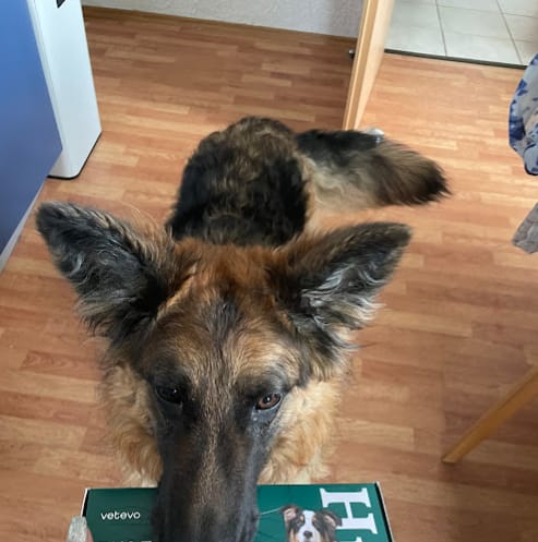 Customer photo review of DNA Test Rassebestimmung Pro + MDR1 + Erbkrankheiten Hund