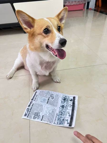 Customer photo review of The New Dog Times