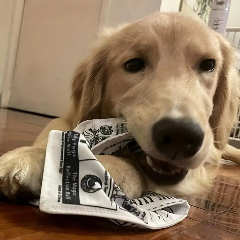 Customer photo review of The New Dog Times