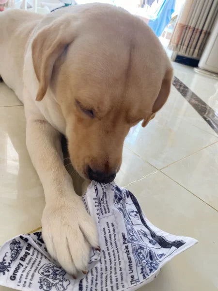 Customer photo review of The New Dog Times