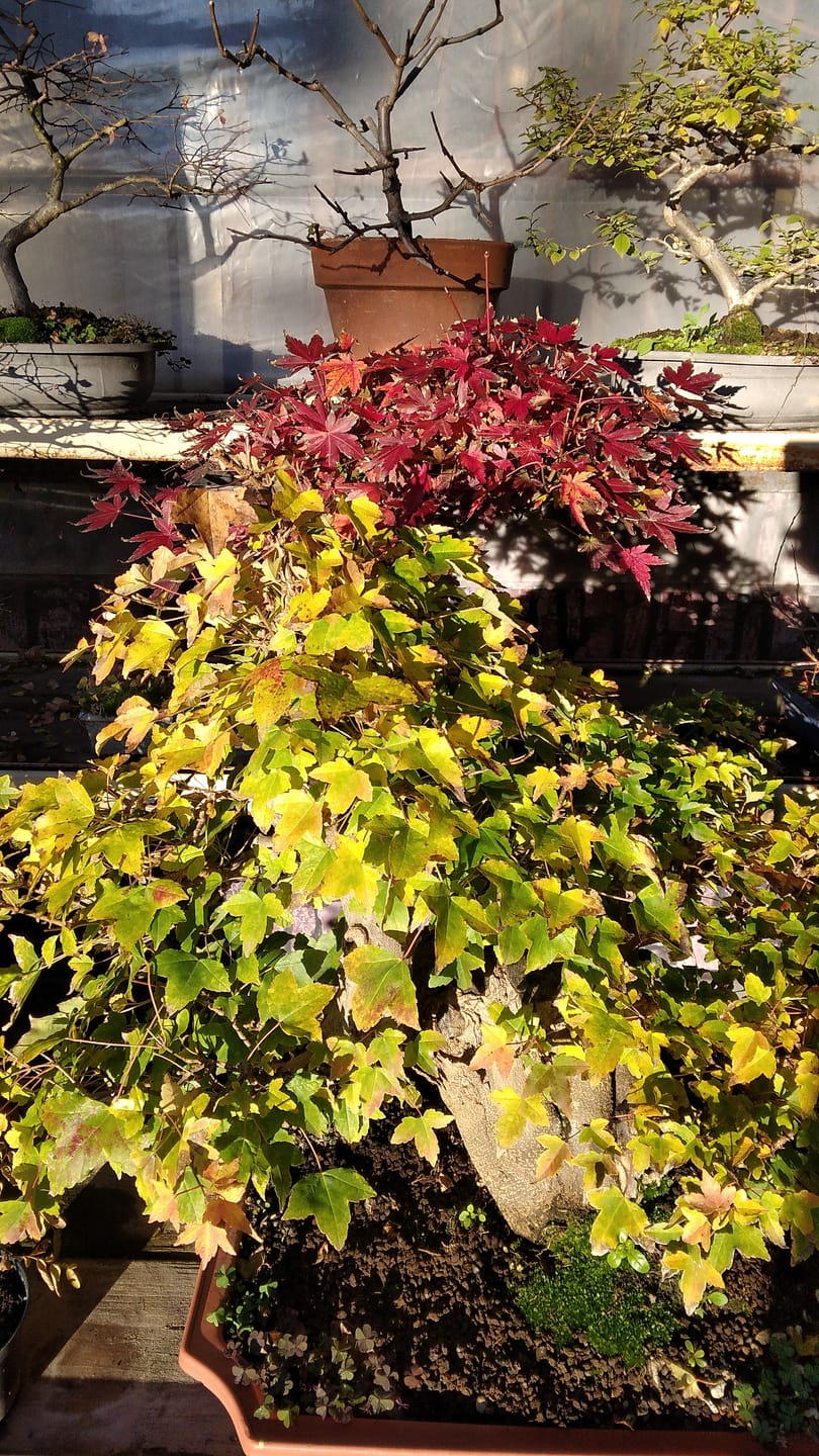 Customer photo review of AUTUNNO NUCLEARE PACK