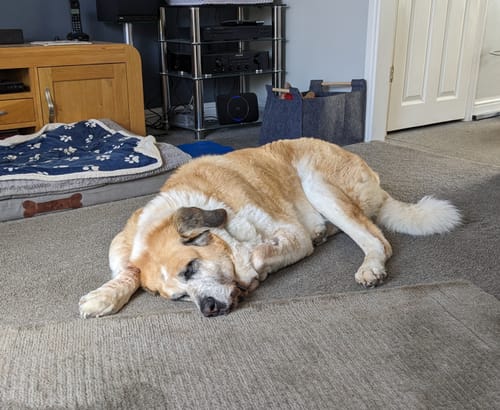 Customer photo review of Omega 3 Aid for Dogs