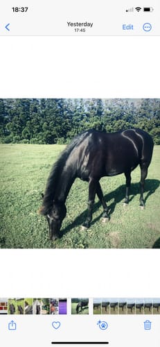 Customer photo review of Digestive EQ - Equine Gut Supplement
