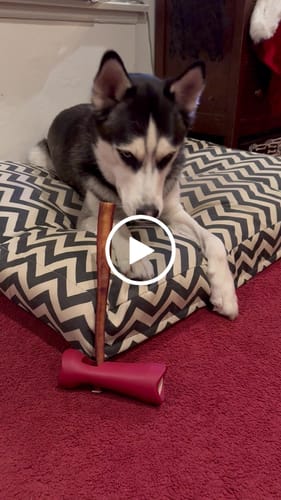 Customer video review of Bully Stick Safety Holder