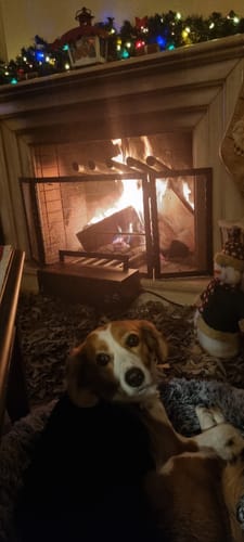 Customer photo review of Πορτραίτο Κατοικίδιου - Νερομπογιά