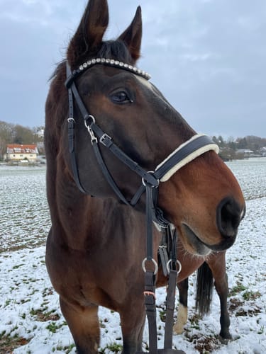 Customer photo review of Harmony Bridle - gebisslose Trense