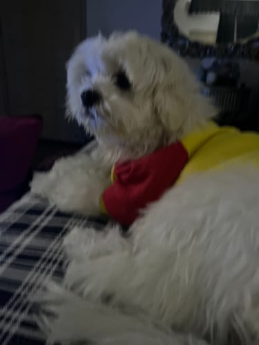 Customer photo review of Milo Pet Conditioner – Nourishes Hair, Control Hair Fall, Prevent Itchiness, Gives Shiny Hair & Long – lasting Freshness 250ml