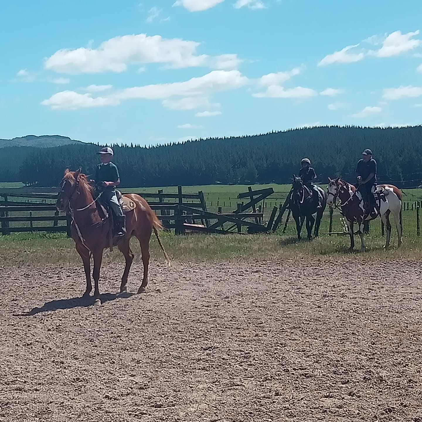 Customer photo review of Digestive VM - Equine Minerals & Vitamins
