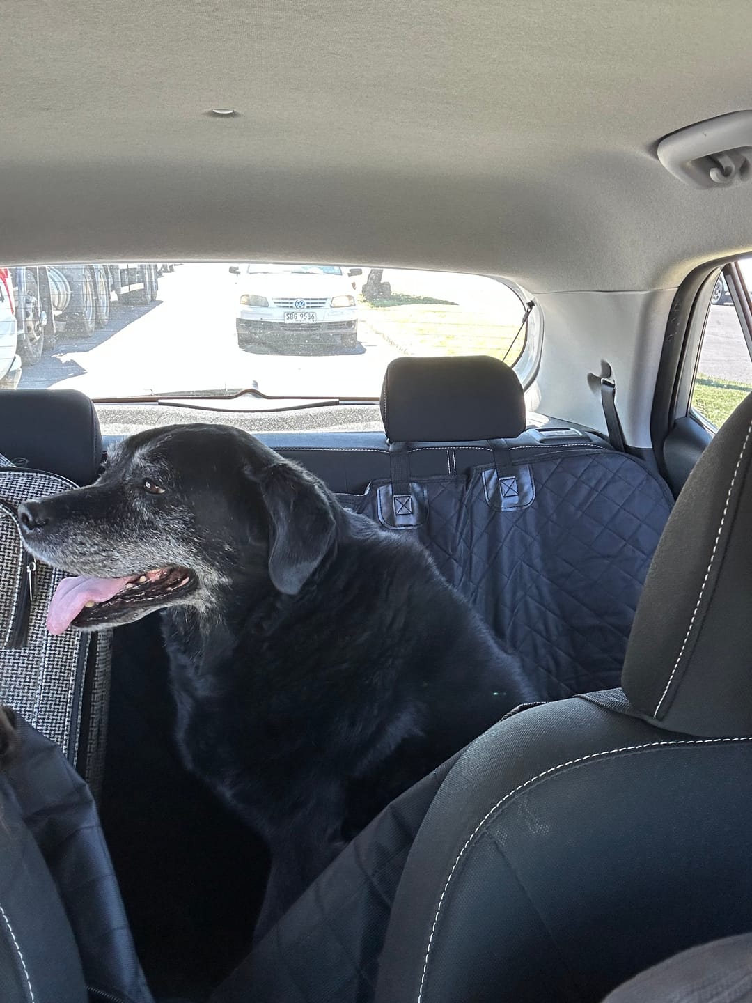 Customer photo review of Funda Cubre Asiento de Auto Para Perros