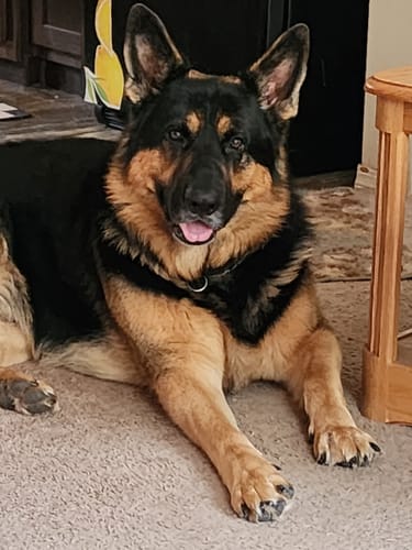 Customer photo review of Cow Ears For Dogs