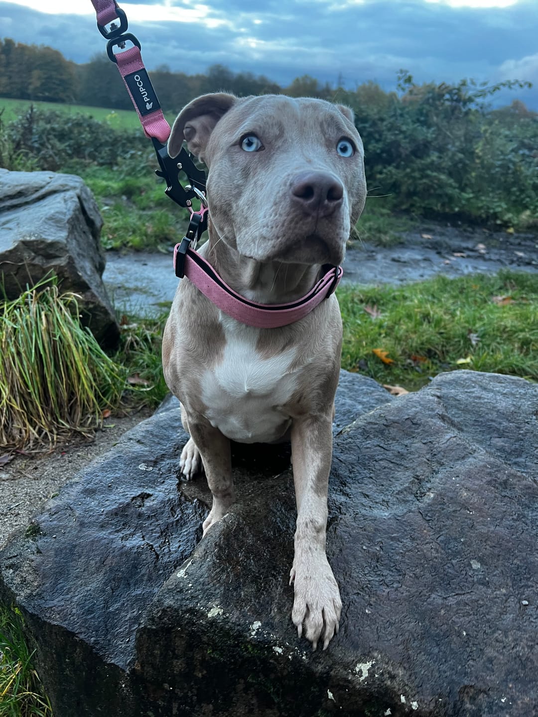Customer photo review of Performance collar with handle 4CM - Pink