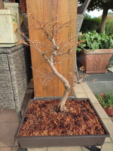 Customer photo review of SUBSTRATO SPECIFICO PER CONIFERE GOLD CB®