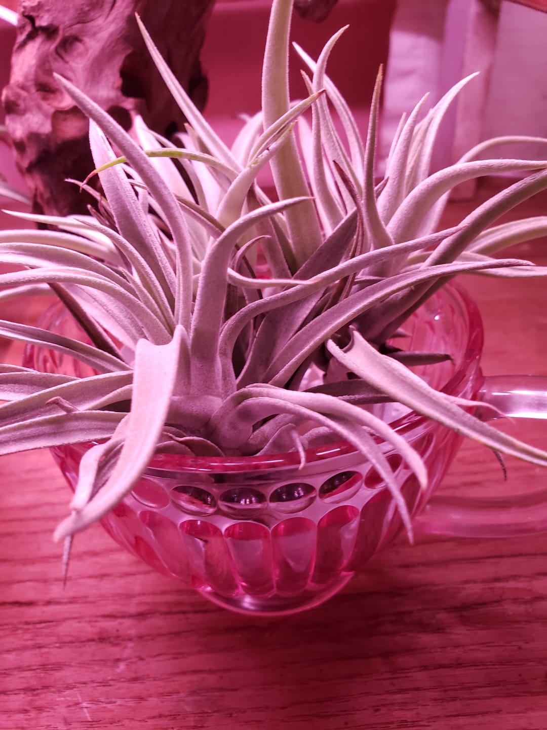 Customer photo review of B Quality Harrisii 3 Pack  ($1.50 Per Plant)