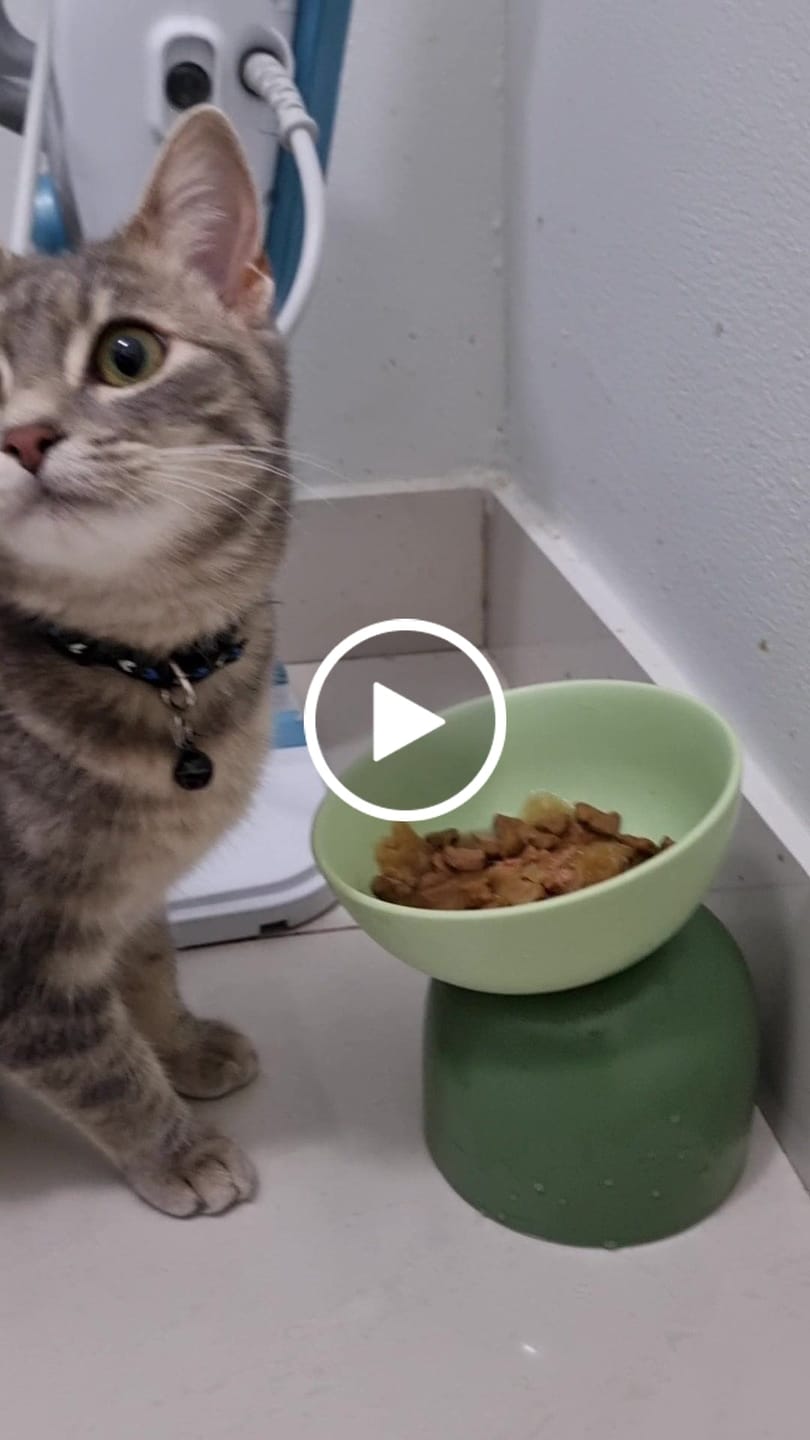 Customer video review of Makesure Sugar Bean Ceramic Double Pet Bowls For Cat and Small Dogs
