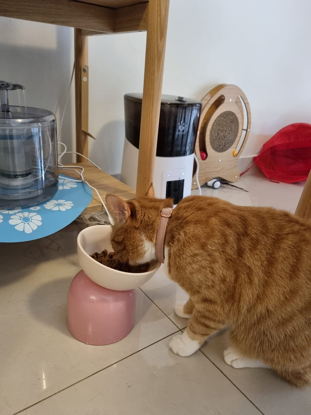 Customer photo review of Makesure Sugar Bean Ceramic Double Pet Bowls For Cat and Small Dogs