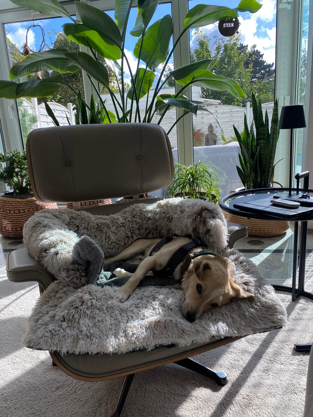 Customer photo review of *NEU* Emmalove - Flauschiges Hundebett für dein Sofa