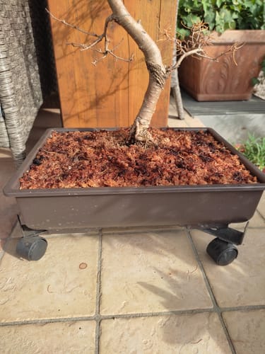 Customer photo review of VASI BONSAI PLASTICA RIGIDA PROFESSIONALI