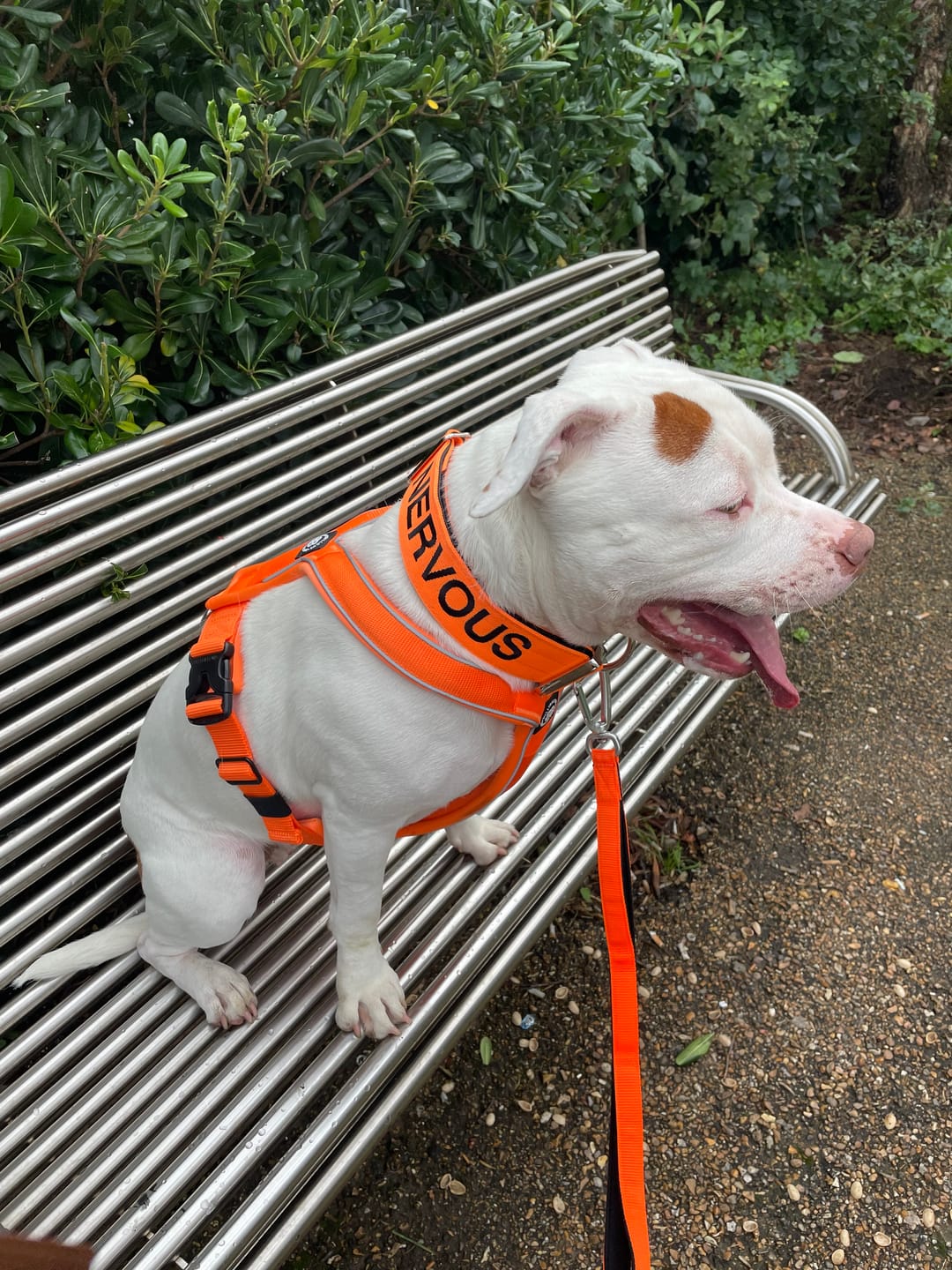 Customer photo review of RR - Slip on Padded Comfort Harness | Non Restrictive & Reflective - Orange