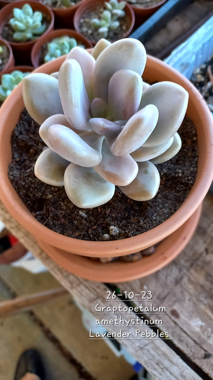 Customer photo review of Graptopetalum amethystinum - Lavender Pebbles