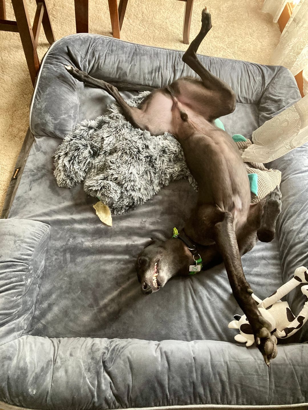 Customer photo review of PaWz Memory Foam Pet Sofa Bed