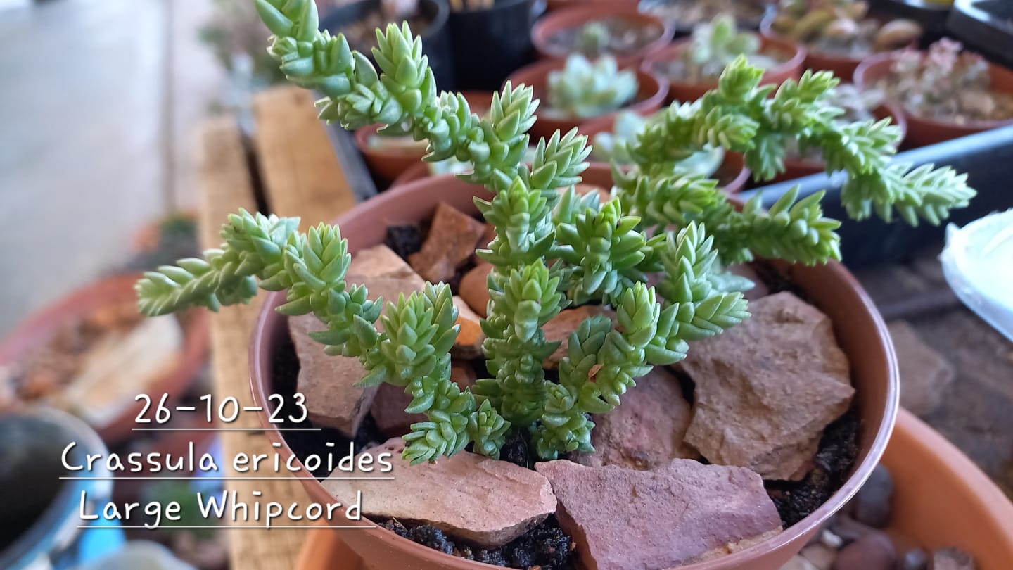 Customer photo review of Crassula ericoides 'Large Whipcord'