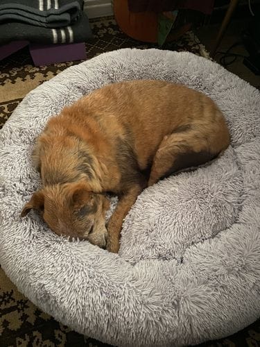 Customer photo review of Brooklyn® Deep Sleep Pet Bed