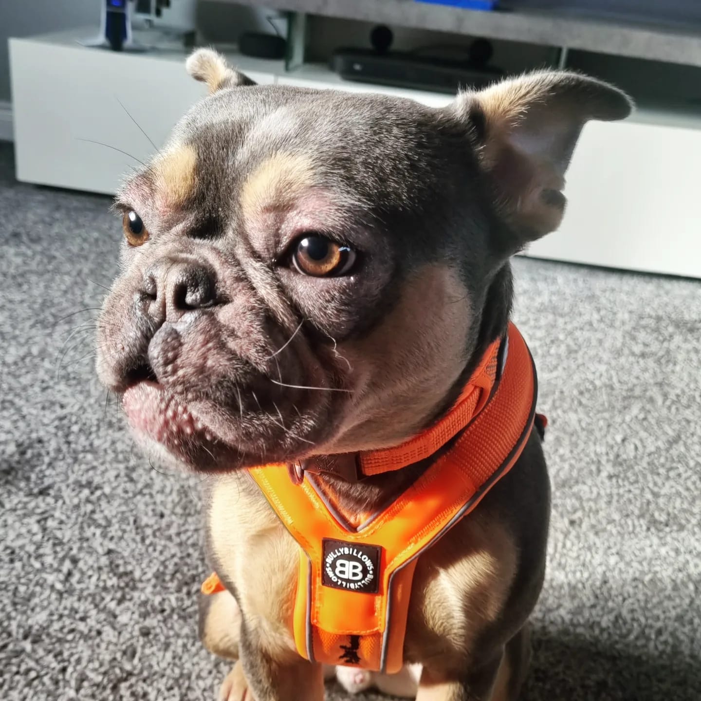 Customer photo review of RR - Slip on Padded Comfort Harness | Non Restrictive & Reflective - Orange