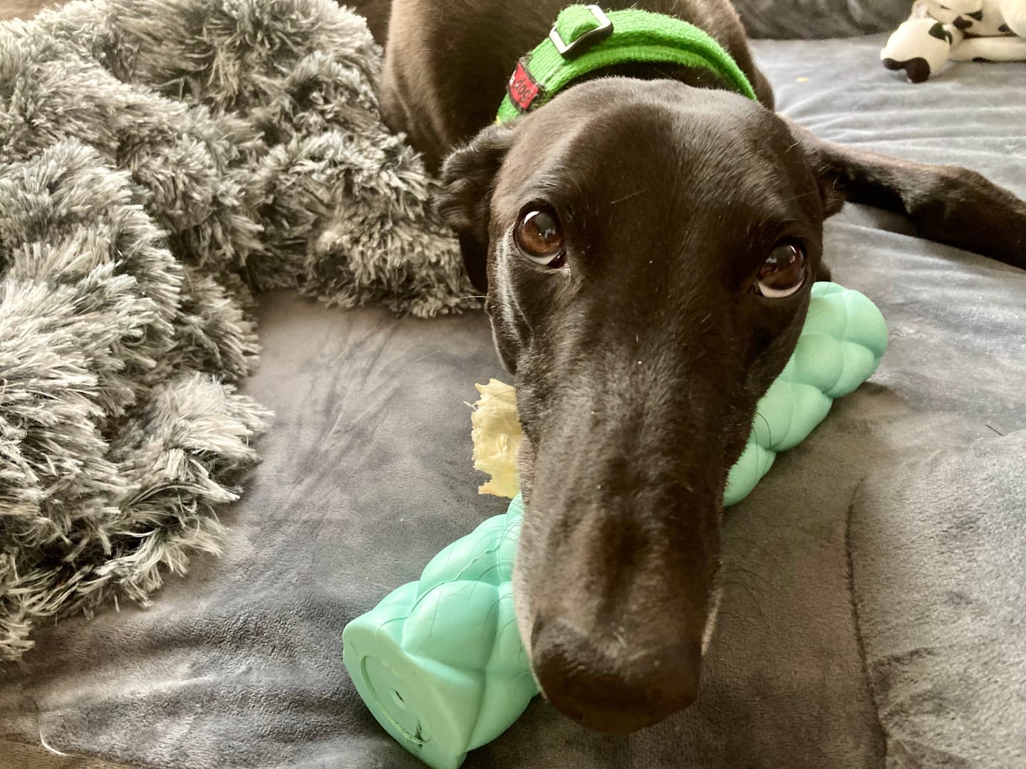 Customer photo review of PaWz Pet Calming Blanket