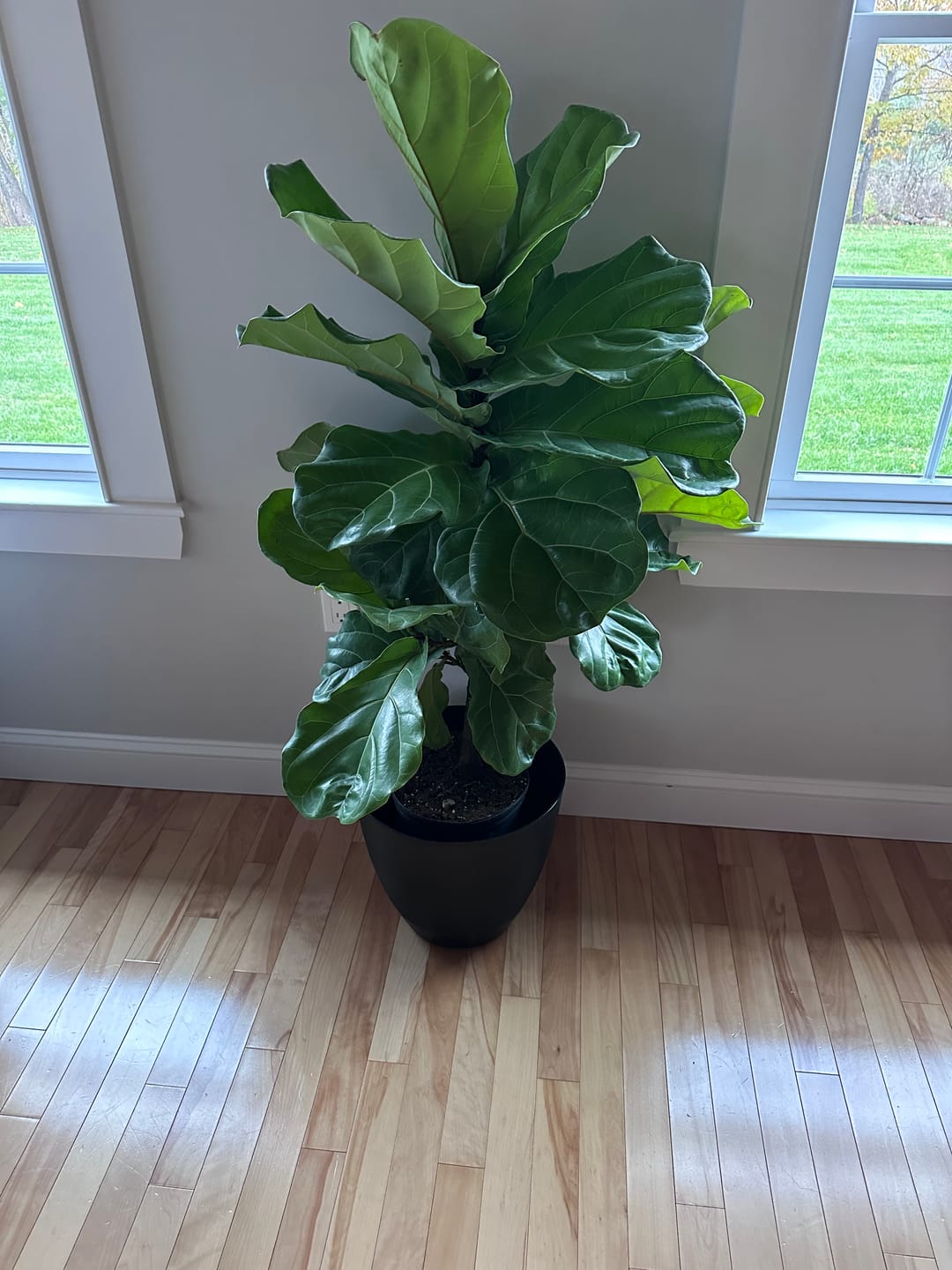 Customer photo review of Ficus Lyrata Tree Form Single, Fiddle Leaf Fig Tree