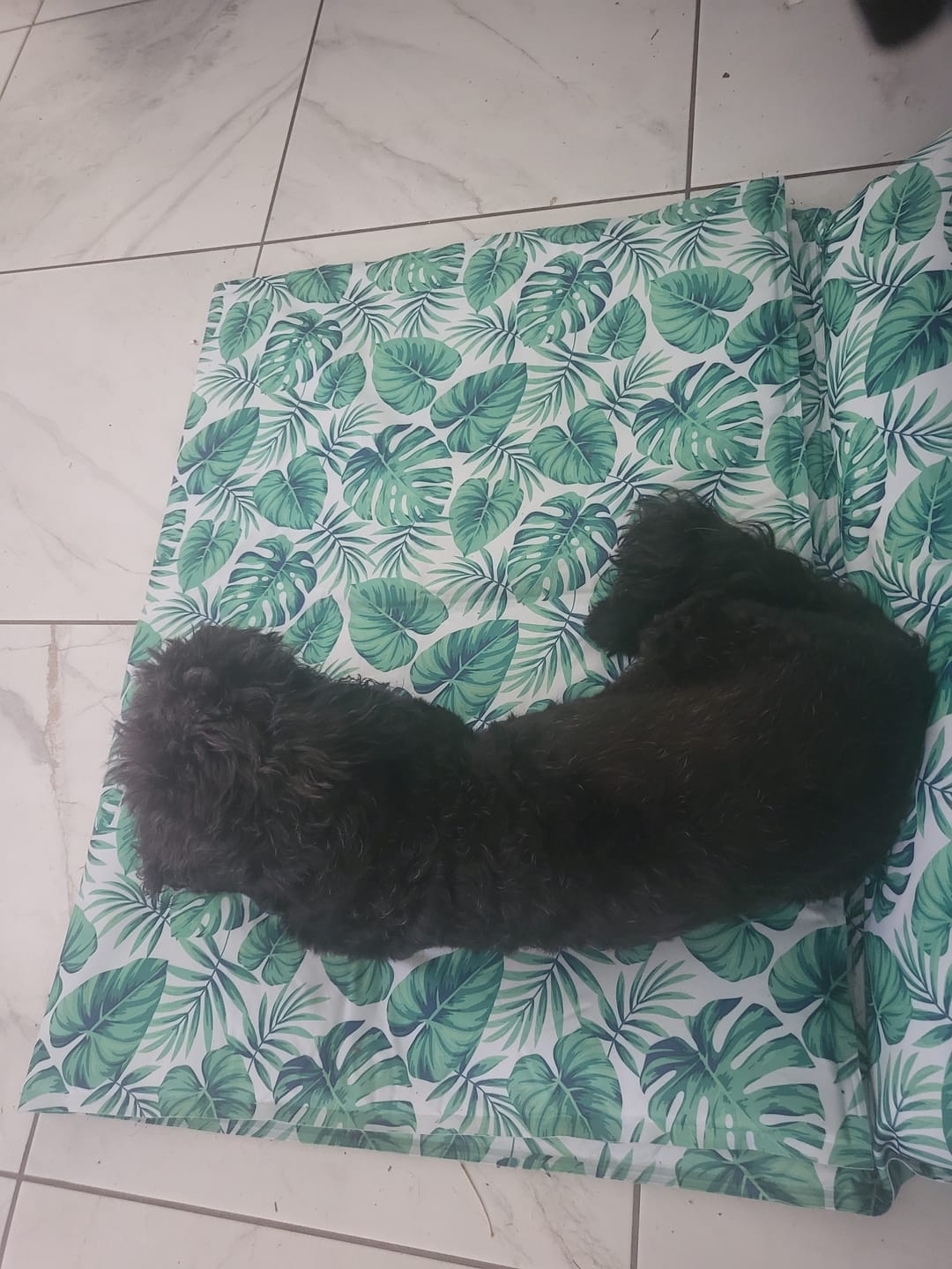 Customer photo review of PaWz Dog Summer Cooling Mat
