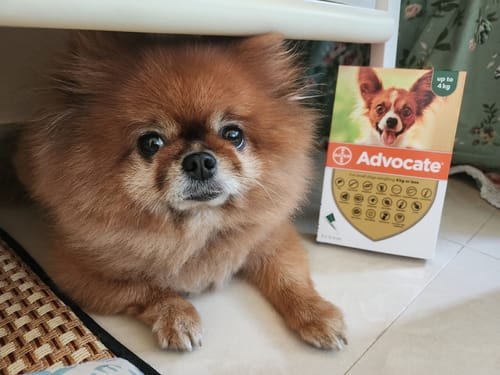Customer photo review of Advocate (Advantage Multi) For Small Dog Upto 4kg 8.8lbs (4kg)