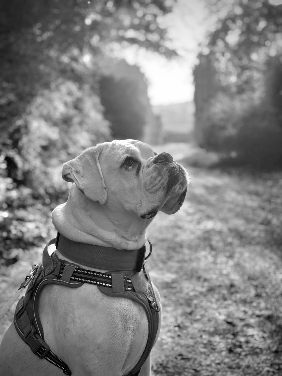 Customer photo review of 5cm Combat® Collar | Rated Clip - NO HANDLE - Military Tan v2.0