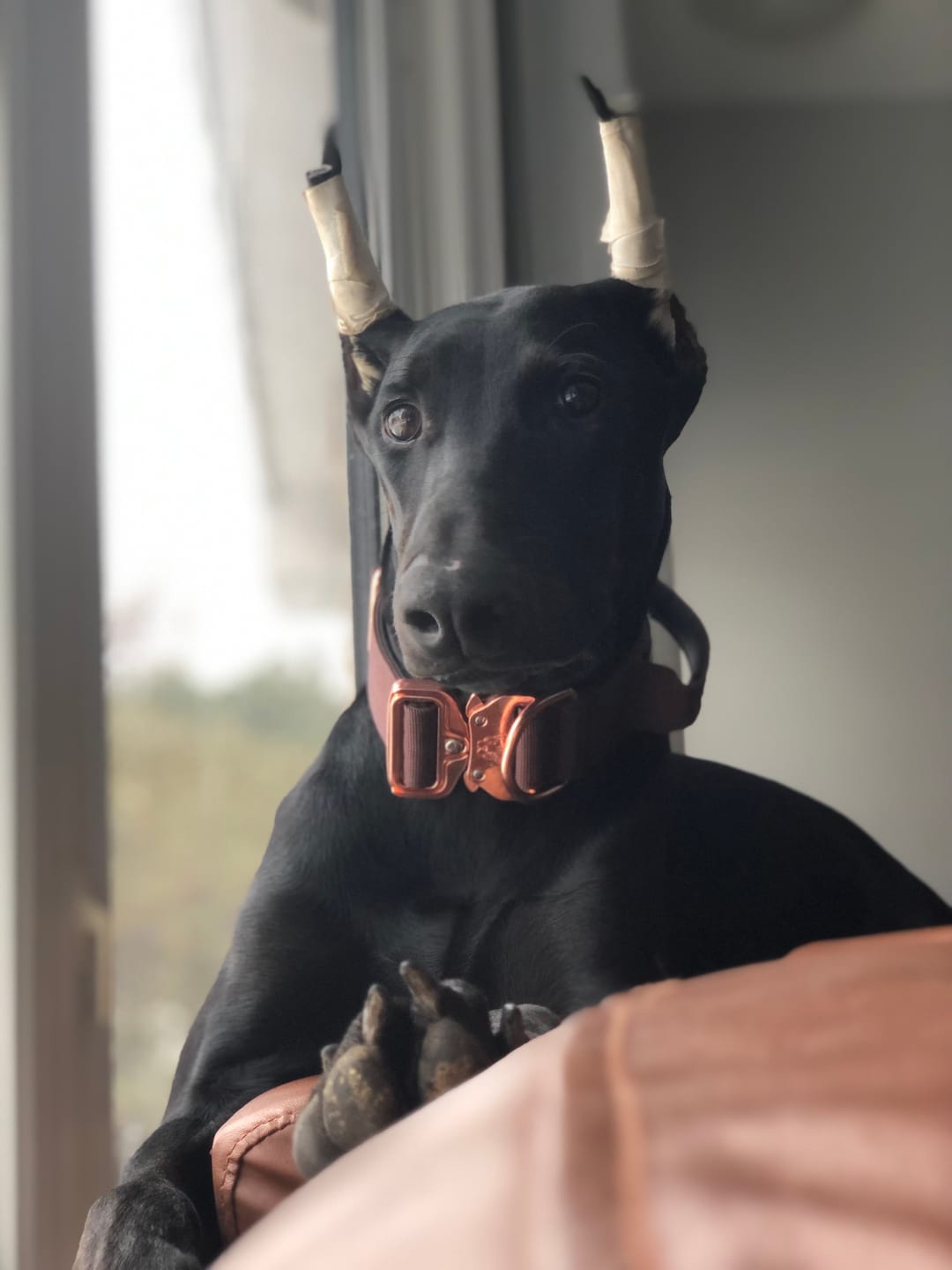 Customer photo review of 1.5" Tacti Dog Collar Slim Luxe - Rose Gold - Chocolate