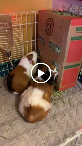 Customer video review of Timothy Hay Box for Guinea Pigs (3 Pack)